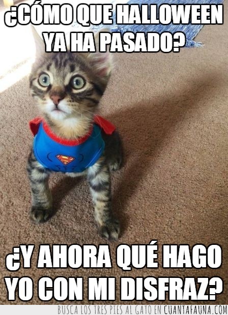 supergato,disfraz,halloween,superman,ya ha pasado